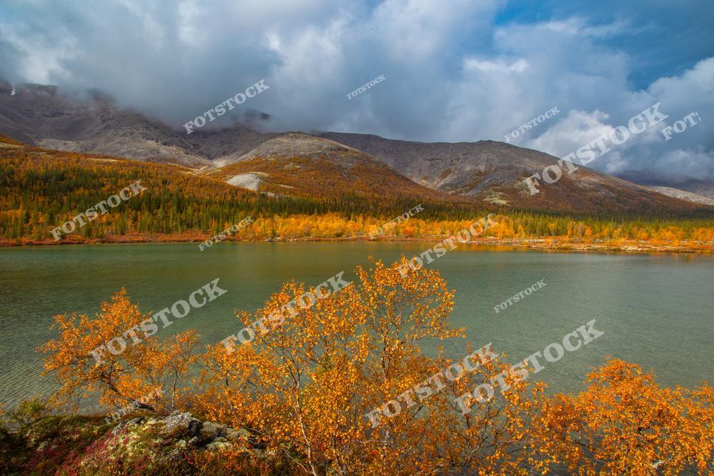 На фотографии изображено горное озеро, окружённое осенним лесом с золотистыми деревьями на переднем плане. Горы Хибин под облачным небом подчёркивают величие и суровость северной природы. Этот пейзаж передаёт спокойствие и гармонию осеннего сезона на Кольском полуострове.